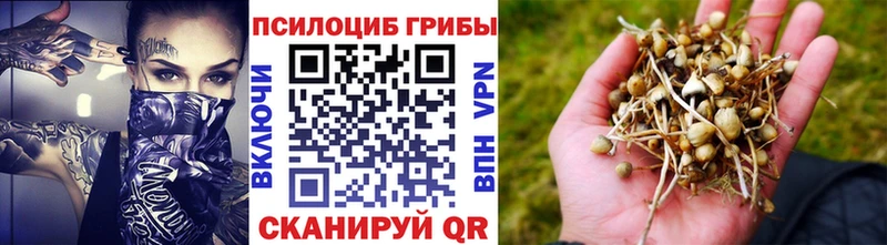 где купить   Котельники  Галлюциногенные грибы Psilocybine cubensis 